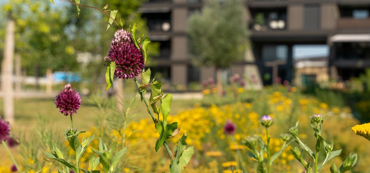 Schmid-Projekt-Emmen-Gruenmatt-Umgebung-Garten-Banner